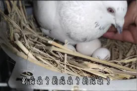 给鸽子窝里放三个鹦鹉蛋，五个蛋一只鸽子孵的了吗？