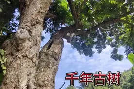 千年龙眼树，认树做“干爹”的农村地方风俗你们见过吗？