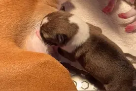 非洲贵族犬～巴辛吉（巴仙吉）