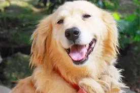 为啥盯着狗狗的时候，狗狗眼神会躲闪，还出现舔嘴巴的行为视频封面