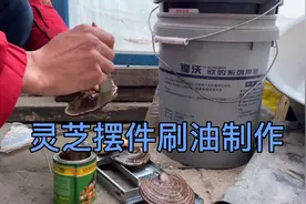 想要灵芝摆件不生虫，就要刷木油长久保存，小张这次能成功吗？