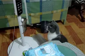 毛孩子，爸爸对你很失望视频封面