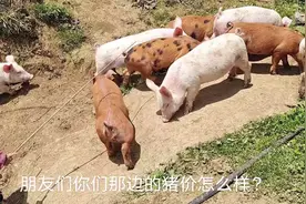 贵州毕节:猪价一跌再跌，父母每天都愁眉苦脸。爸爸:今年又白干了