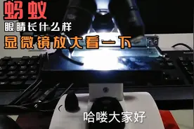蚂蚁放大观察蚂蚁的眼睛长什么样跟随我的视角一起看吧