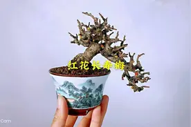 日本红花一号长寿梅微型盆景盆栽养护交流欣赏，家庭养花养护知识视频封面