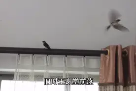 两只燕子飞进屋里，感觉春天临近，不禁想起刘禹锡的一首诗视频封面