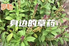 身边的草药（297），罗勒，疏风解表化湿和中行气活血解毒消肿