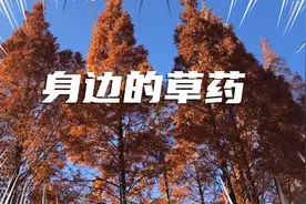 身边的草药（309），水杉，清热解毒消炎止痛的草药