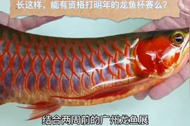 这是用药物和激素泡红的龙鱼么？视频封面