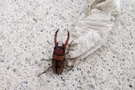 2020.8.8发现一只锹(qiao)形虫，也叫锹甲，可以当宠物养！