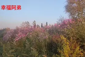 阿弟跑车，第一次来金鑫昱纺织厂 ，这个字昱念啥，没学问好可怕视频封面