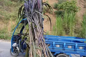 高产牧草紫象草，一颗有五米长，产量根惊人，适合养殖户值得视频封面