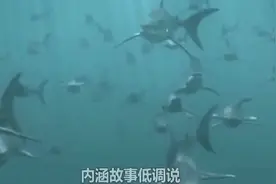 美女天生拥有神力，一碰海水就能控制鲨鱼，最终成为鲨鱼召唤师！