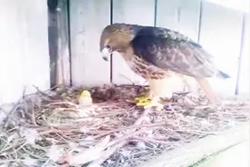 把老鹰窝里换成鸡蛋，老鹰孵出小鸡后，镜头拍下老鹰搞笑场面视频封面