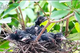 有小凤凰之称的鸟：红嘴蓝鹊！它的鸟窝是在哪里呢？