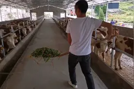 看看100头四代牛一天吃多少斤皇竹草，一头最大1000斤，价格30000