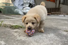 小狗第一次玩球，开心到摇头摆尾满场飞，狗妈妈也跟着跑起来视频封面