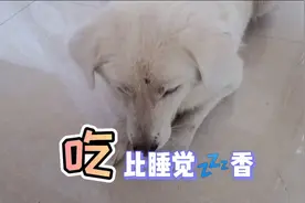 狗子睡着了，能不能闻到气味，起来吃东西，看狗子给出的答案