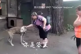 爱犬失窃2年苦等主人 1秒认出激动暴哭: 你来了视频封面