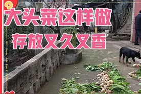 重庆北碚；村民按传统方法做大头菜，存放十年都不坏，又香又好吃视频封面