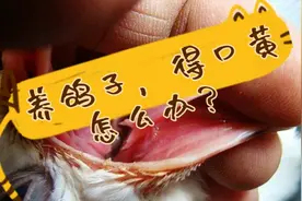 鸽子患口黄，不吃食，消瘦，别总喂甲硝唑，试试这个方法，很简单