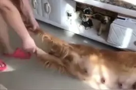 主人跟金毛炫耀戒指，谁知金毛一口给吞了