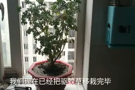 马上到蚊虫乱飞的季节，邦哥给驱蚊草安个新家，蚊虫见了颤抖吧视频封面