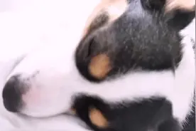 飞向别人的床视频封面