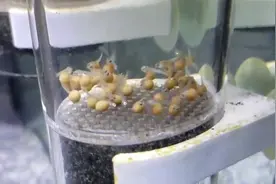 三湖慈鲷鱼卵孵化全过程，从鱼卵到小鱼苗！