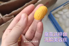 许多人不知道家养的蚕结茧后还能这样使用 解锁蚕茧新功能 能变美