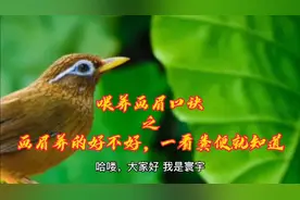 饲养画眉鸟口诀之 ，画眉养的会不会，一看粪便就知道视频封面