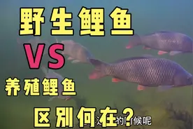 东北野生鲤鱼非常好吃!和养殖鲤鱼不是一回事!知道区别吗？