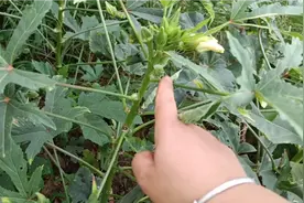 秋葵营养价值高，知道秋葵黄叶病和昆虫的处理方法望告知