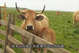 纪录片：最昂贵的法国奶酪手工制作过程视频封面