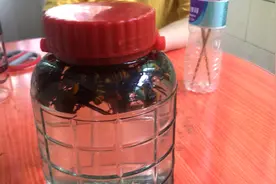 大黄蜂泡酒全过程，这样泡出来的酒有毒吗