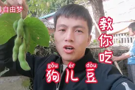 狗儿豆有小毒，教你这样做变美食，真是太好吃了