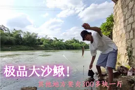 听一个湖北老板说，这种野生极品大沙鳅，他们那边要300多块一斤视频封面