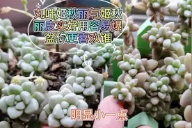 姬秋丽与丸叶姬秋丽都是皮实好养易爆盆，两个相比较你更喜欢谁？