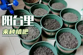 双十一花呗额度提高了，买回来一堆盆，不种点啥可不行