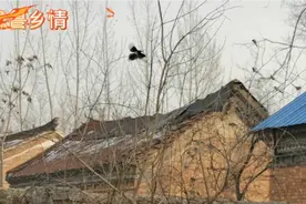 农家小院灰喜鹊，喜鹊两种鸟儿挣地盘，看看谁能胜出！