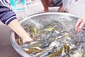 农村集市:大哥卖的50元一斤的野生黄辣丁究竟是真还是假？视频封面