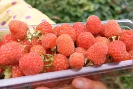 80后小时候的零食，重庆农村野生树莓满山都是，摘三月萢泡果酒视频封面