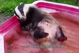 鲁迅笔下少年闰土刺的“猹”到底是一种什么动物？视频封面