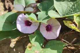 红薯不是越大越好吗？为什么小的反而更受欢迎？视频封面