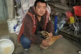 下蛋鸡与没下蛋的鸡分析的对不对？视频封面