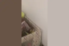 家里突然飞来一只超大的长脚蚊