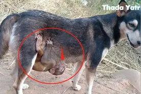 猴妈抛弃了猴儿，猴儿从母狗身上喝奶，真是不可思议！视频封面