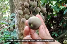 原始森林中找到三种可以吃的野果，印度小伙子野外生存能力挺强.