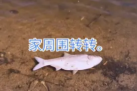 看看大临沂临港去。看看我们村周围的人工湖。视频封面