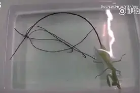 把一只螳螂螳螂放到水中居然会发生这种事，震惊！
